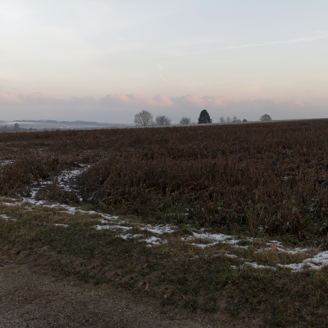 DXO_1441-W